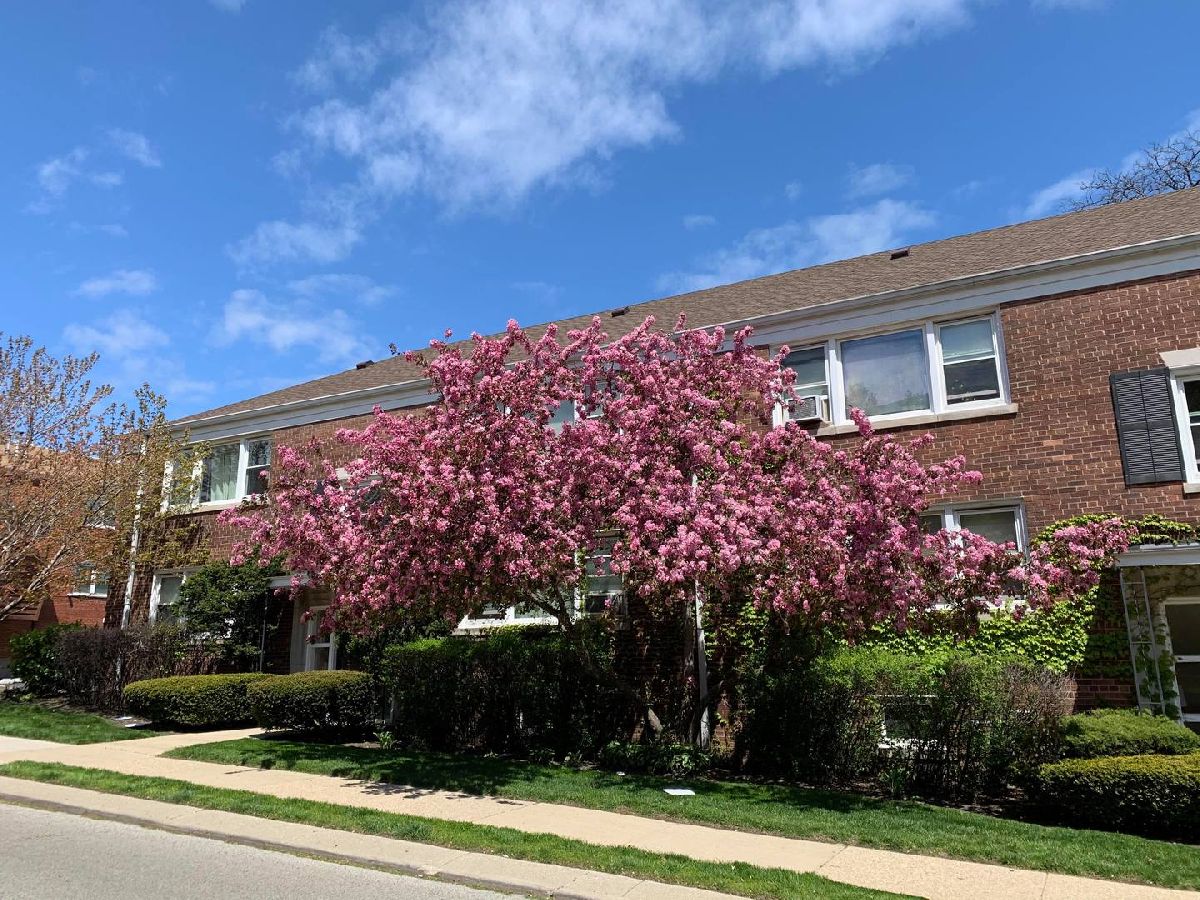 Condominiums Rented Austin Elmwood Courtyard Evanston Illinois, 907 Austin